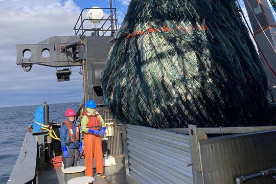 Survey tow net is hauled up with catch for sorting and processing