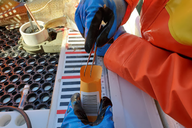 A close-up of researchers dropping an otolith into the small, paper, bar-coded envelopes used to store them.