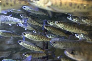 Young fish swimming.