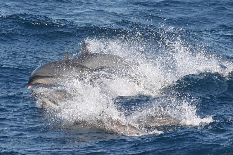 Group of Fraser's dolphins jumping out of the water and swimming.