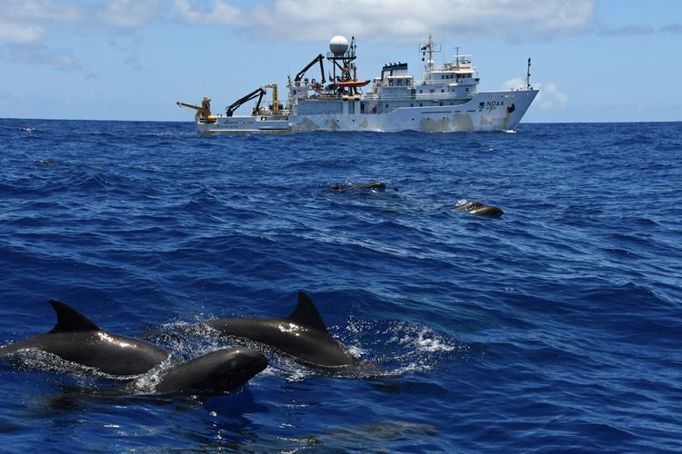 Group of melon-headed whales surface and swim in the foreground ocean water with a white NOAA ship in the background.
