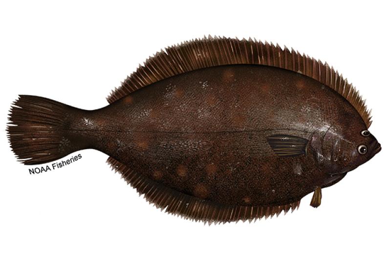 Winter flounder illustration. Credit: Jack Hornady