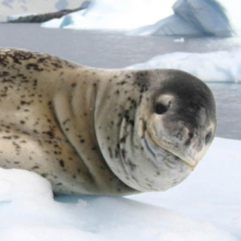 250x250-leopard-seal-NOAA-OPR.jpg 250x250-leopard-seal-NOAA-OPR.jpg